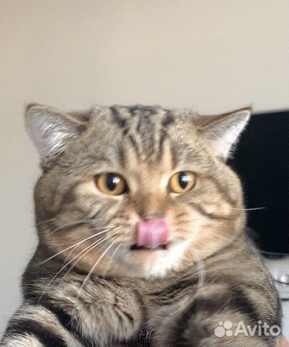 Вязка котов шотландских