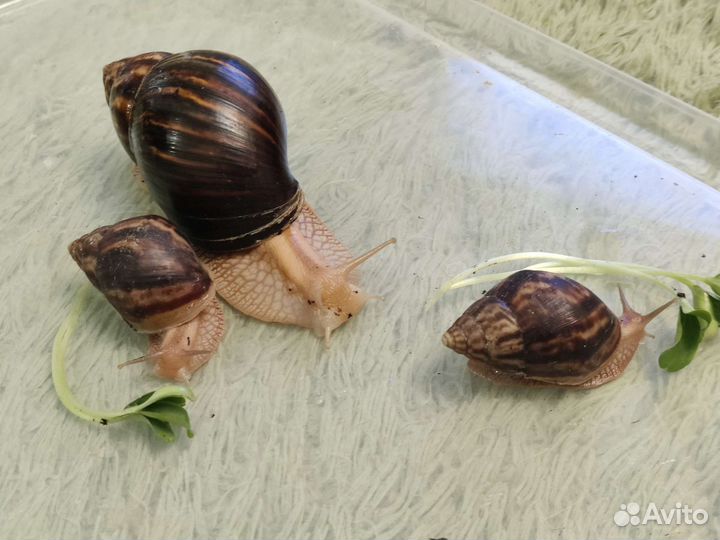 Улитки ахатины