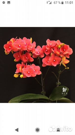 Орхидея фаленопсис