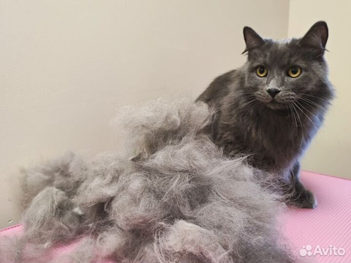 Экспресс линька, мытье, вычесывание кошек и собак