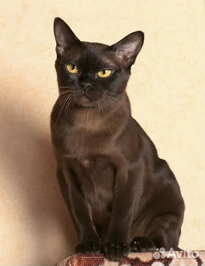 Кошка в дар