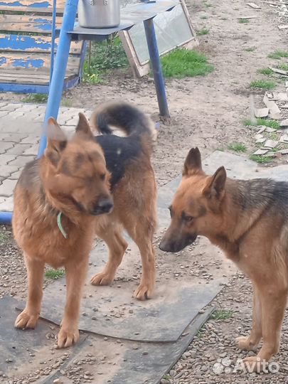 Щенки немецкой овчарки
