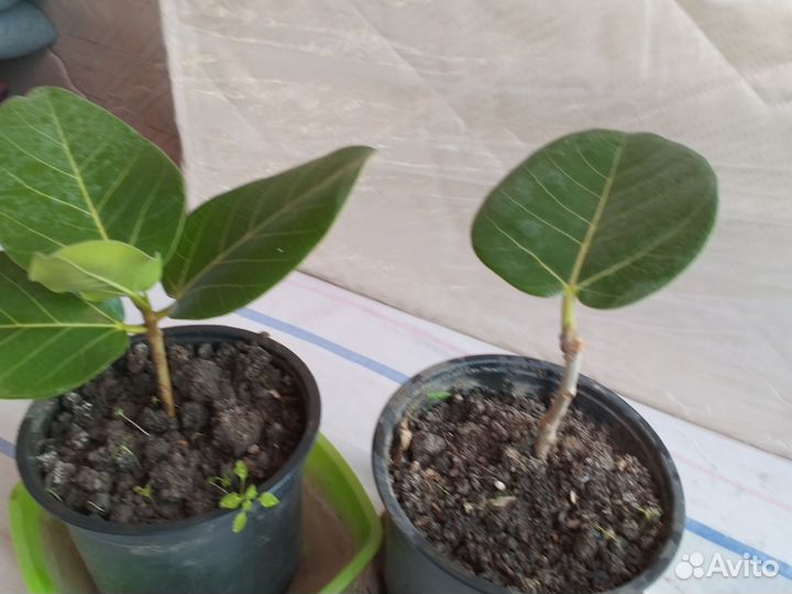 Аглонема королевская