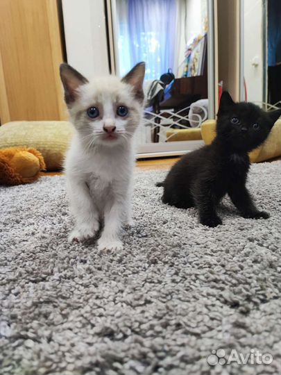 Кошки в добрые руки