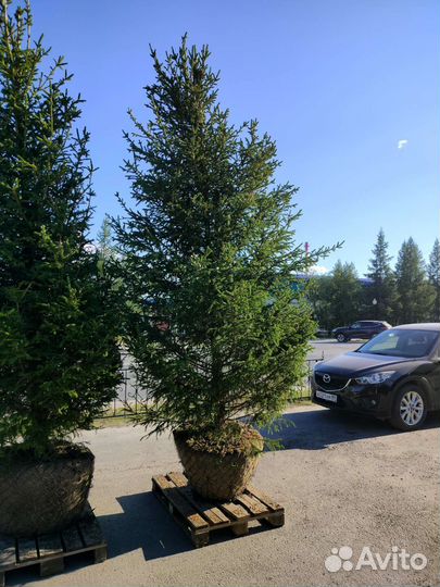 Ель, ёлка, ёлочка