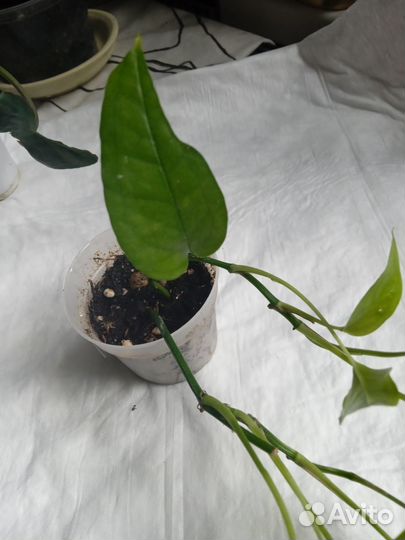 Эпипремнум Стингрей