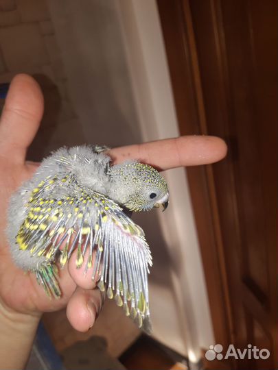 Волнистый попугай, птенцы