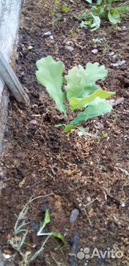 Саженцы дуба и лофант анисовый