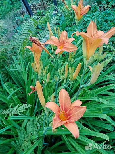 Саженцы лилейников