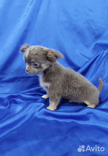 Чихуахуа Шоколадная Девочка и Лиловый Мальчик