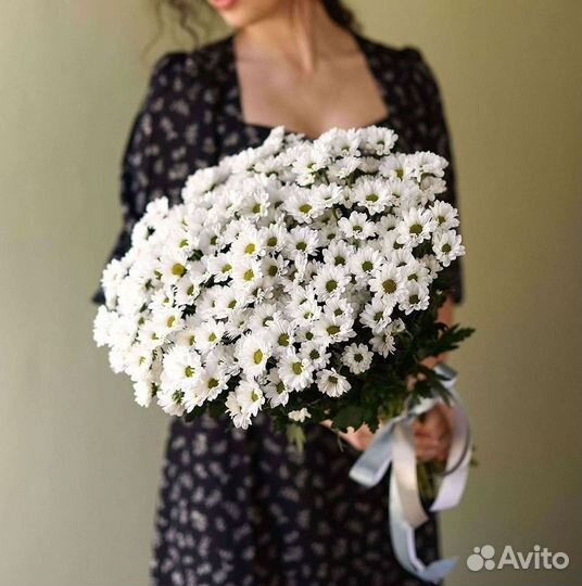 Хризантема Цветы Доставка