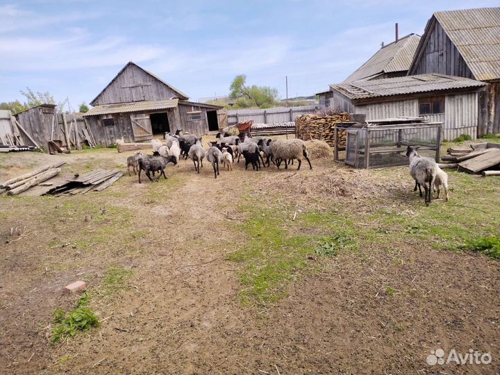 Романовские овцы