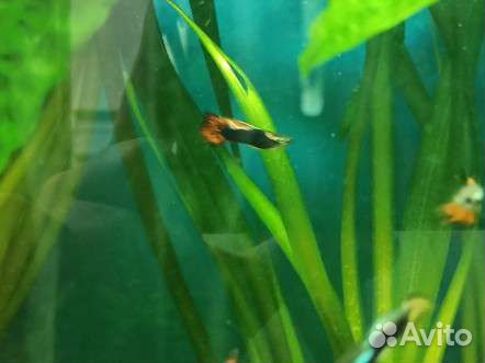 Гуппи драконовый