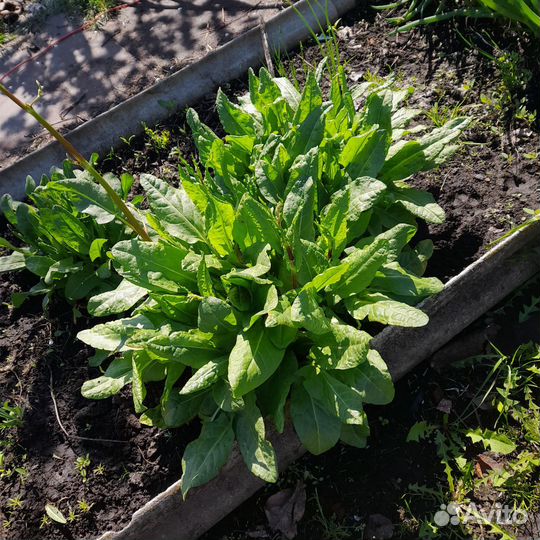Зелень со своего огорода