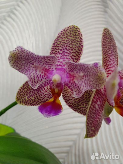Орхидея Phal. Joy Fairy Tale ' 670 бабочка