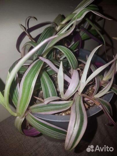 Рео триколор (пестролистный)