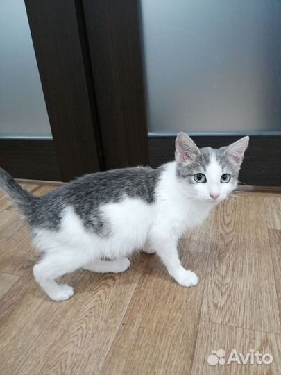 Котенок девочка