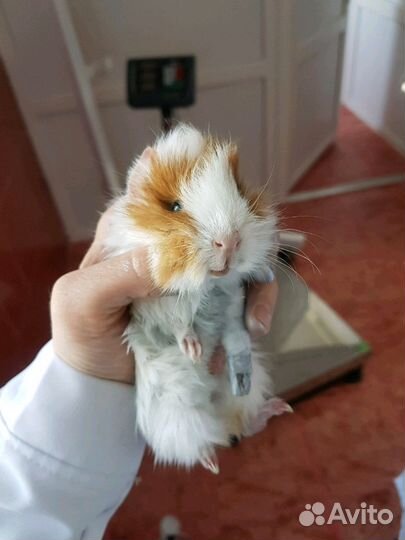 Ветеринарный врач онлайн консультация