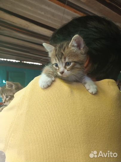 Подарю кошечку и котика 1,5 мес