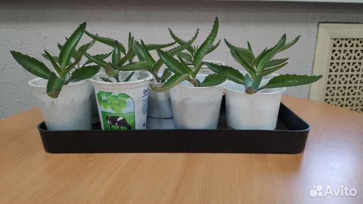 Каланхоэ лечебное