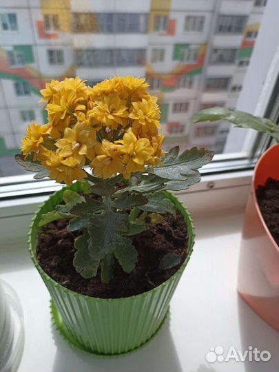 Цветы домашние