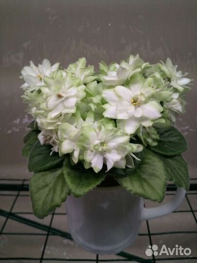 Детки фиалок