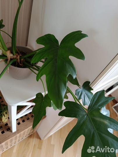 Драцена. Филодендрон