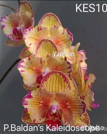 Phal. Baldan's Kaleidoscope бабочка