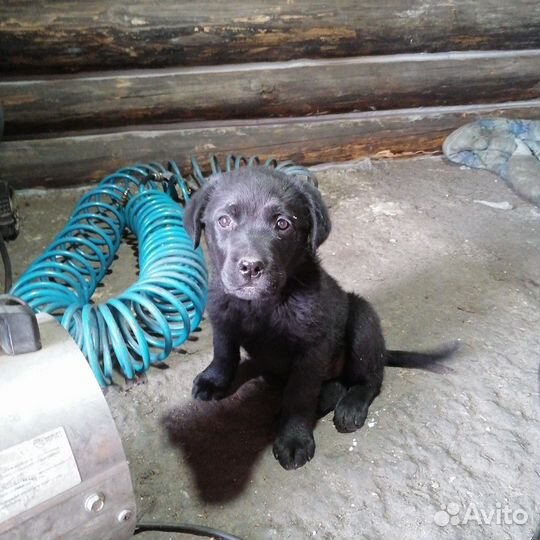 Лабрадор ретривер