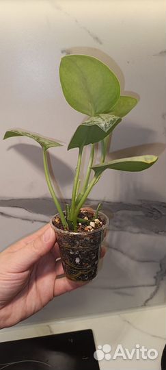 Сциндапсус Сильвер Сплеш