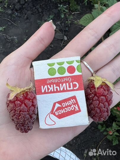 Ежемалина тайберри