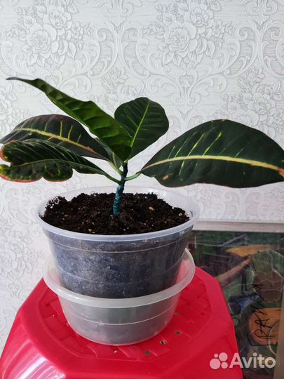 Комнатные цветы