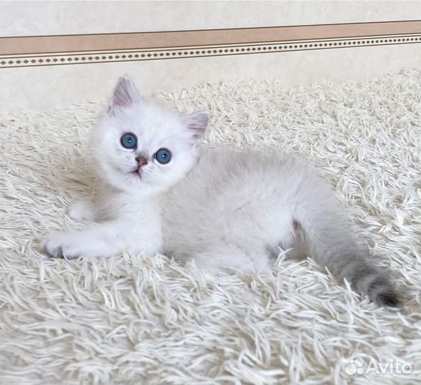 Эксклюзивная девочка в окрасе ns1133