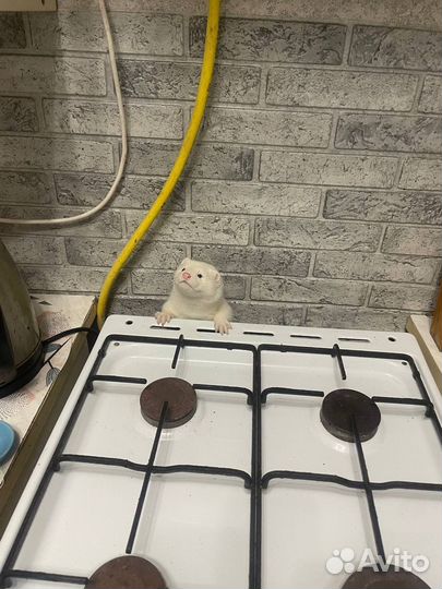 Белая норка