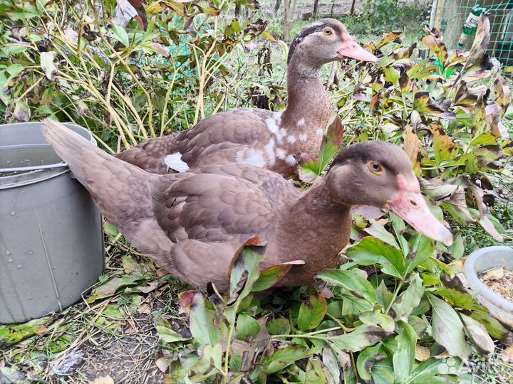 Индоутка мускусная утак обмен, продажа