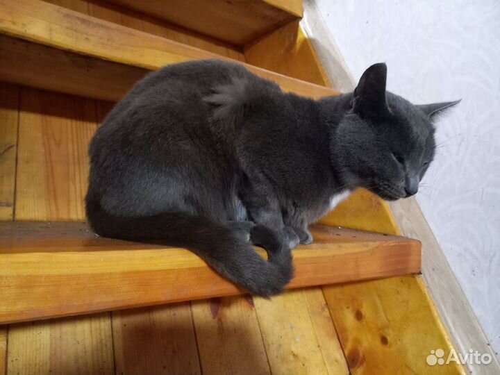 Кот в добрые руки