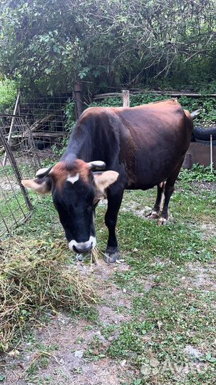 Корова с теленком