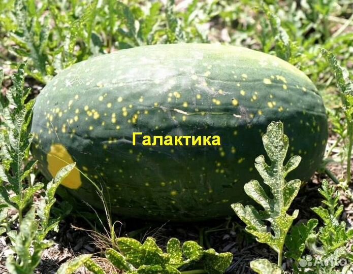 Арбузы космические - 3 сорта 50+ семян