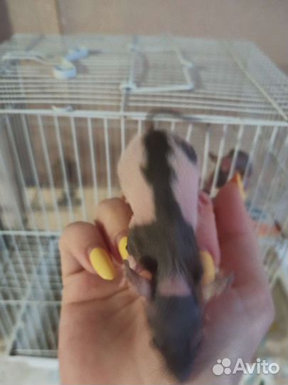 Сфинкс фазз