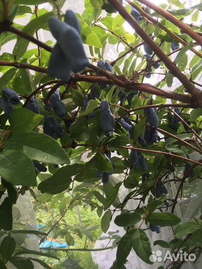 Жимолость саженцы