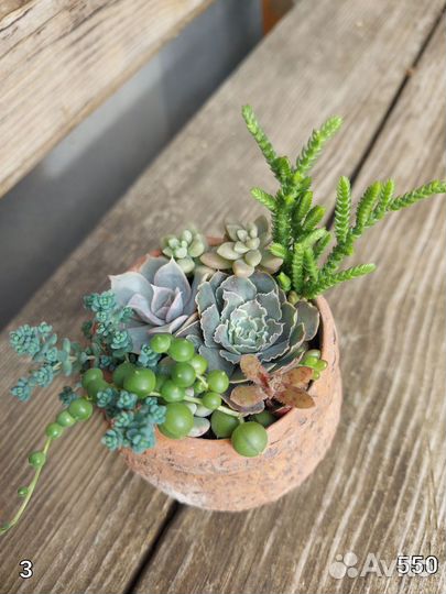 Садик из суккулентов