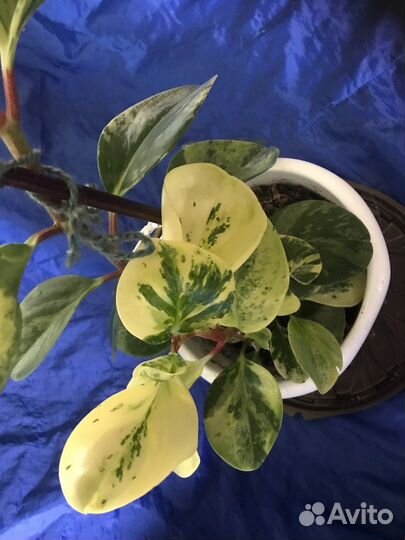 Комнатные растения большие