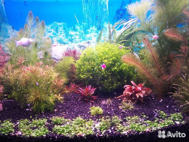 Аквариумные растения