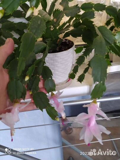 Декабрист шлюмбергера сортовые