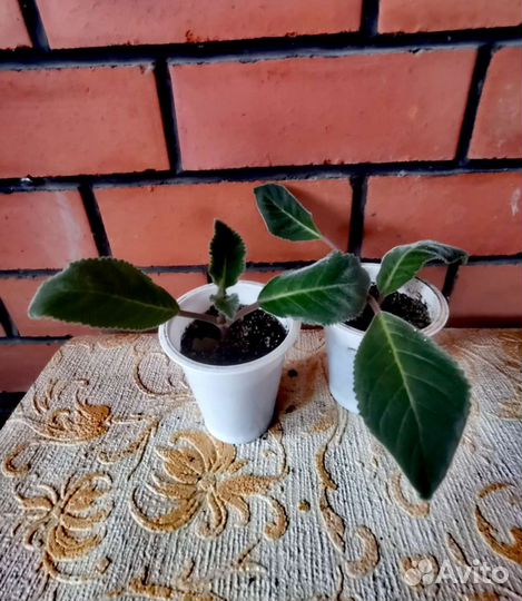 Глоксиния махровая