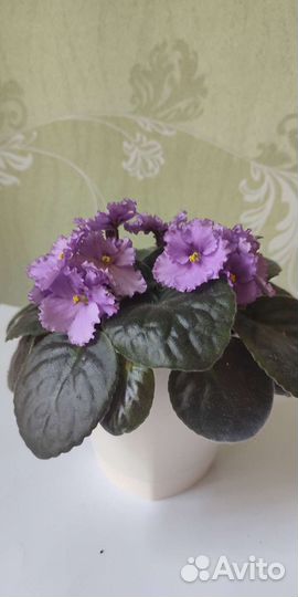 Фиалки продажа