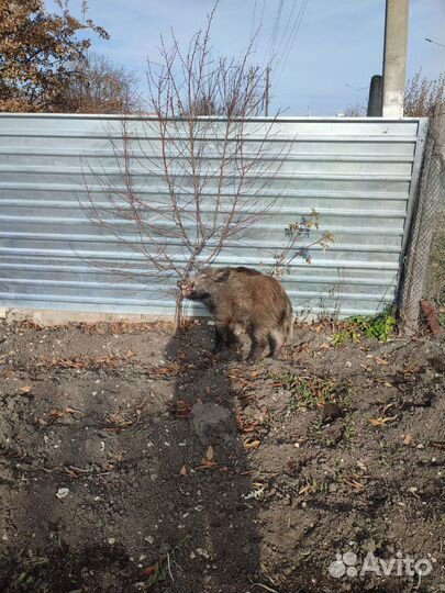 Дикий кабан