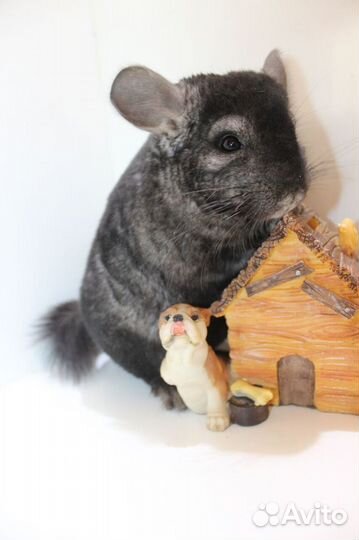 Шиншилла Темный мальчик