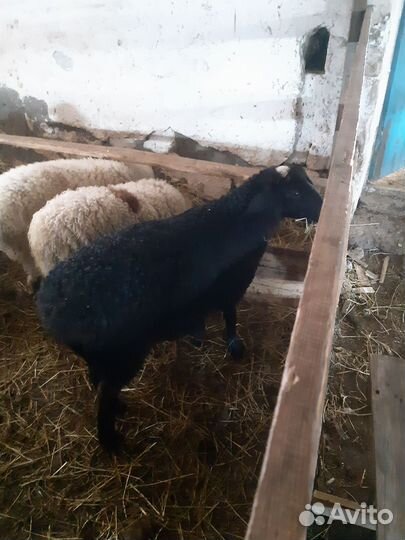 Овцы бараны