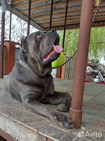 Кобель вязка кане корсо